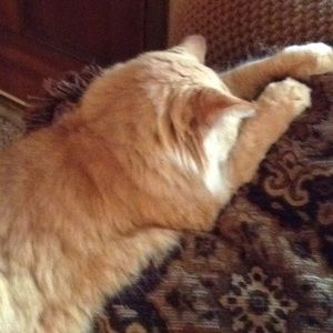 Meet your Posher, Anita