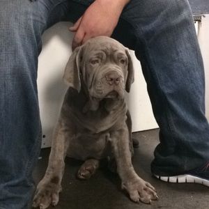 Meet your Posher, Adrian