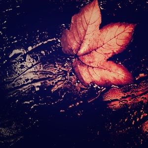 Meet your Posher, Sammi