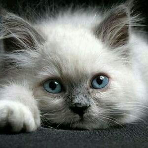 Meet your Posher, Olena