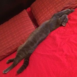 Meet your Posher, Diana