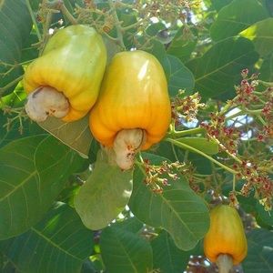 Meet your Posher, Ana