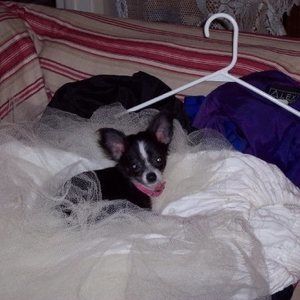 Meet your Posher, Millie