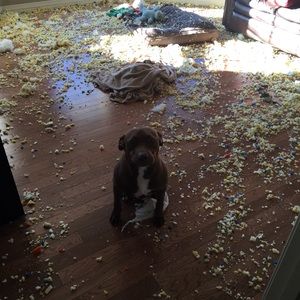 Meet your Posher, Gregory