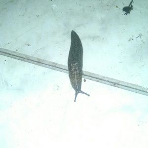 Meet your Posher, Tommy