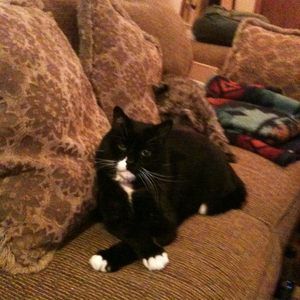 Meet your Posher, Pat