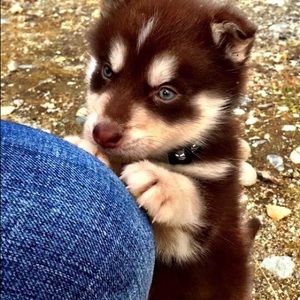 Meet your Posher, Rose