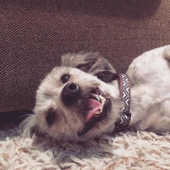 Charlie - Picture 2 of 3