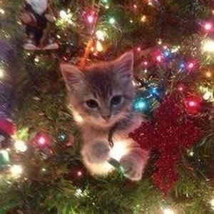 Meet your Posher, Ruth