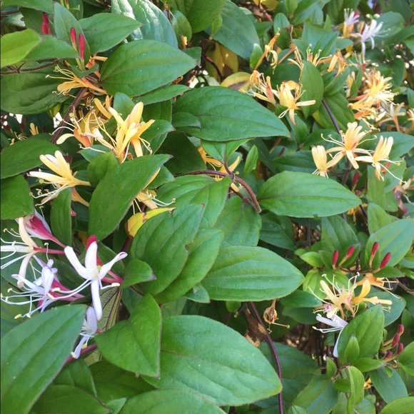 Meet your Posher - Picture 4 of 6