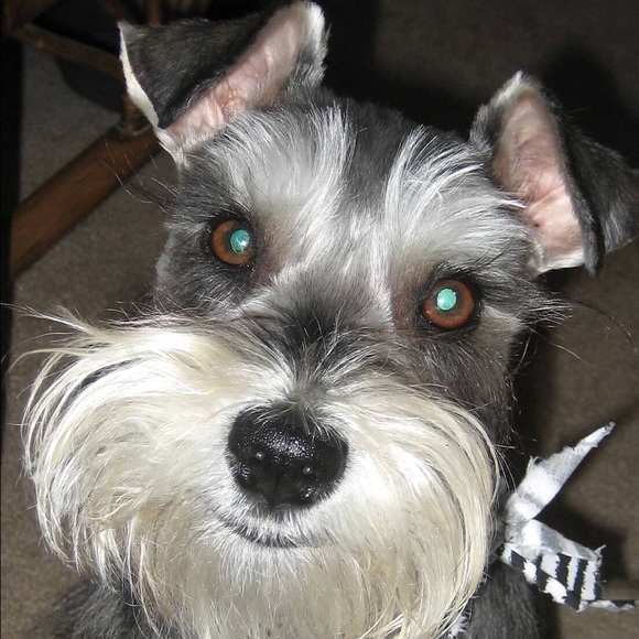 Meet your Posher, Sharon - Picture 3 of 8