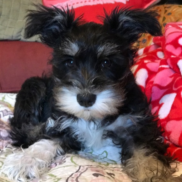 Meet your Posher, Sharon - Picture 7 of 8