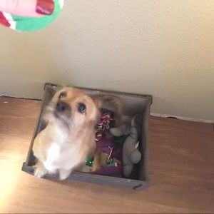 Meet your Posher, Alex