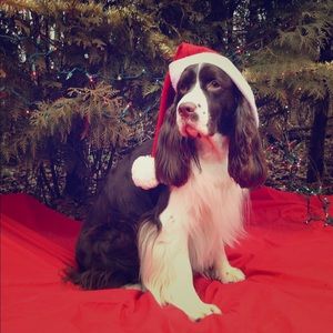 Meet your Posher, Dawn