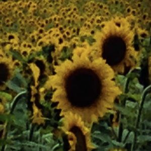 Meet your Posher, Barbara