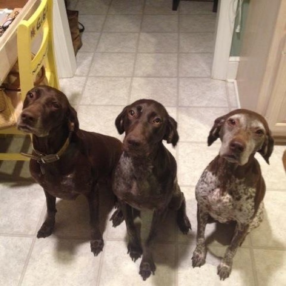 Meet your Posher, Cassidy - Picture 2 of 3