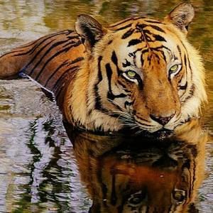 Meet your Posher, Thaddeus