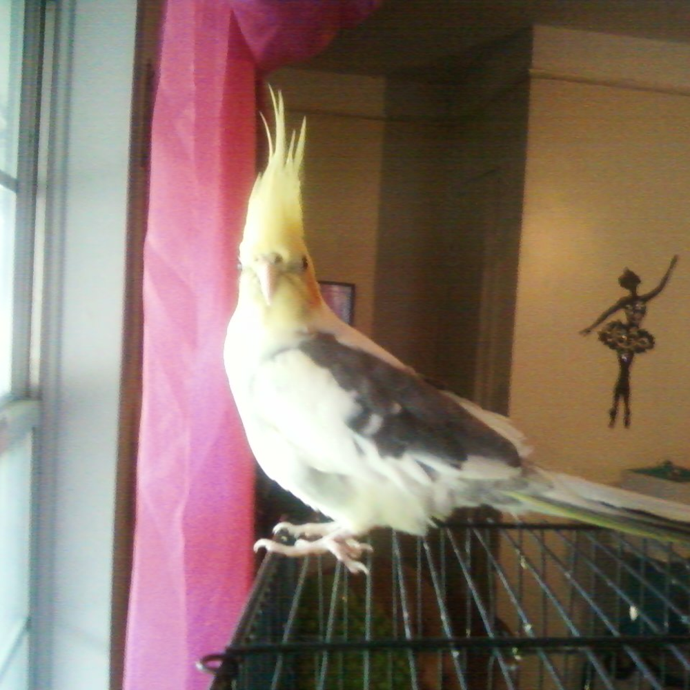 Just a girl that love to shop