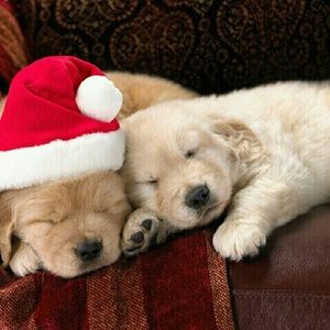 Meet your Posher, Carly