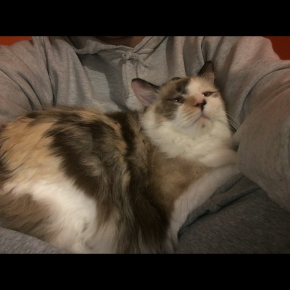 Meet your Posher, Demitrie - Picture 1 of 1