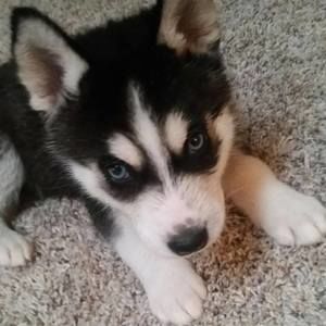 Meet your Posher, Tia