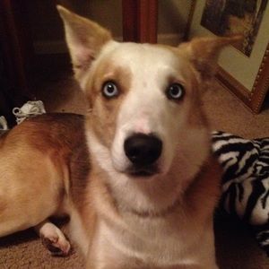 Meet your Posher, Amber