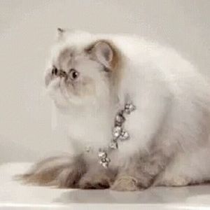 Meet your Posher, Miriam