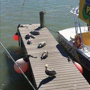 Meet your Posher, Wendy