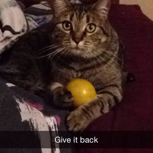 Meet your Posher, Carson