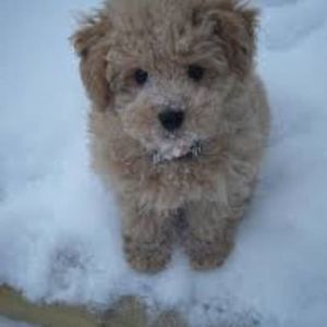 Meet your Posher, Autumn