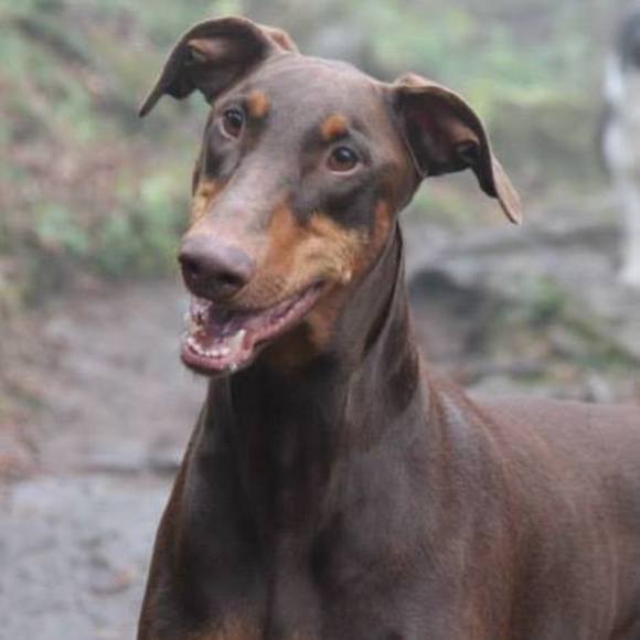 Meet your Posher, Dwight