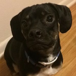 Meet your Posher, Chelsea