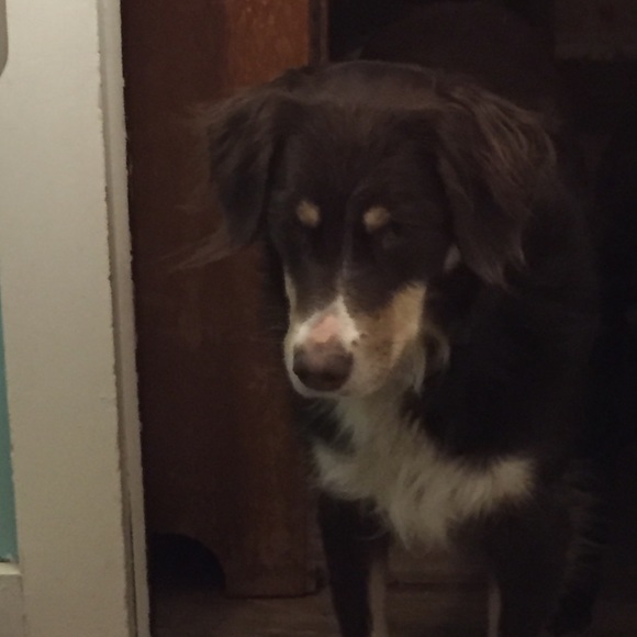 Meet your Posher, Sandy - Picture 1 of 1
