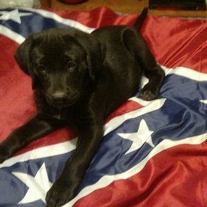 Meet your Posher, Will