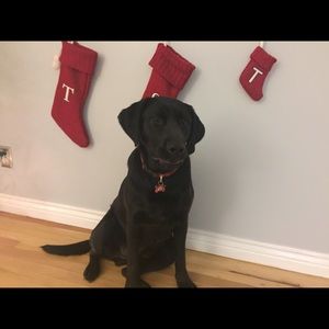 Meet your Posher, Sam