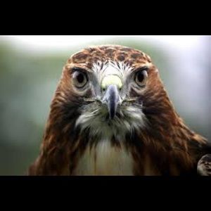 Meet your Posher, Troy