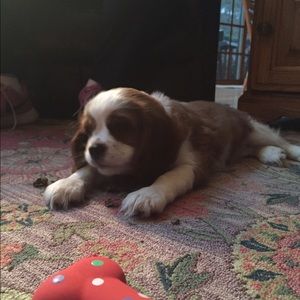 Meet your Posher, Alexa
