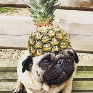 Meet your Posher, Harper