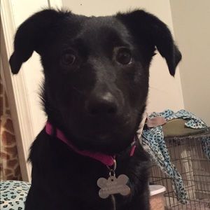 Meet your Posher, Penny