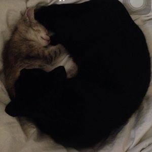 Meet your Posher, Molly