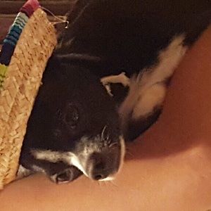 Meet your Posher, Rosa