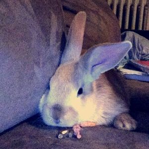 Meet your Posher, Sydney