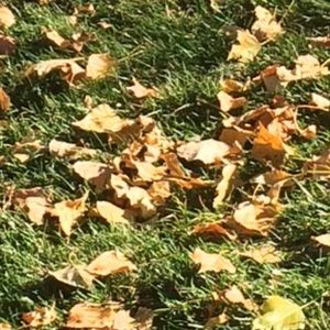 Meet your Posher, Lloyd