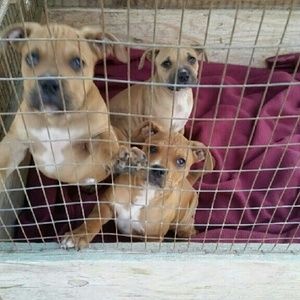 Full breed pittbull's