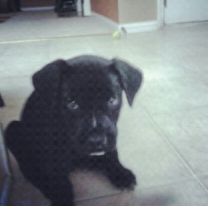 Meet your Posher, Luddy