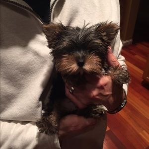 Meet your Posher, Tyler