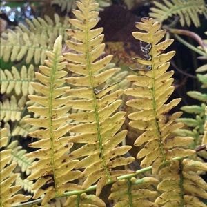 Meet your Posher, Jen