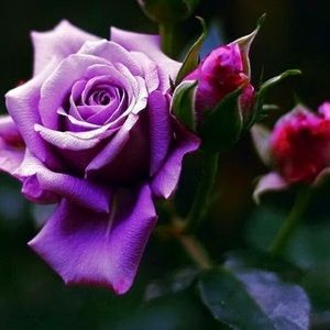 Meet your Posher, Rene