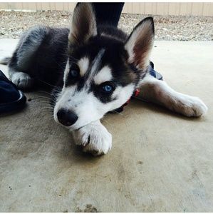 Meet your Posher, Lindi