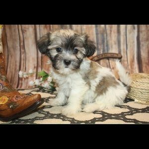 Meet your Posher, Tess